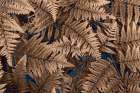 USA, Washington State, Seabeck. Brown ferns in autumn. Art Print